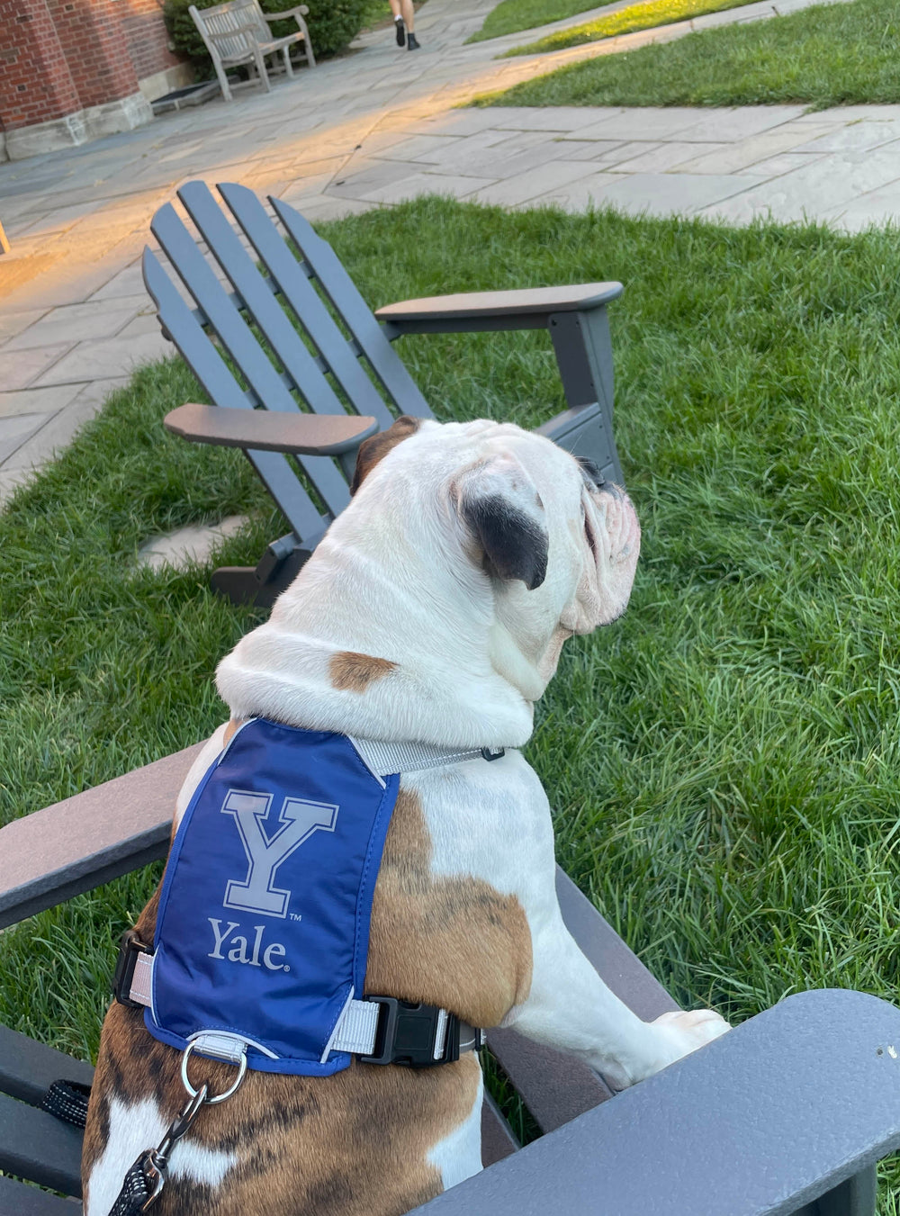 Yale Bulldogs Dog Harness
