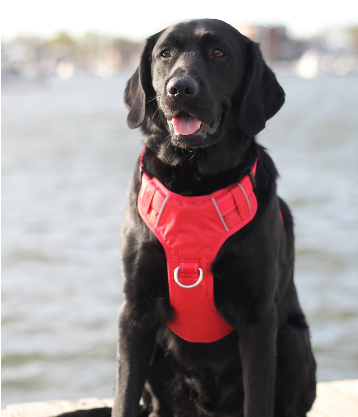 Officially Licensed Boston Red Sox Pet Harness