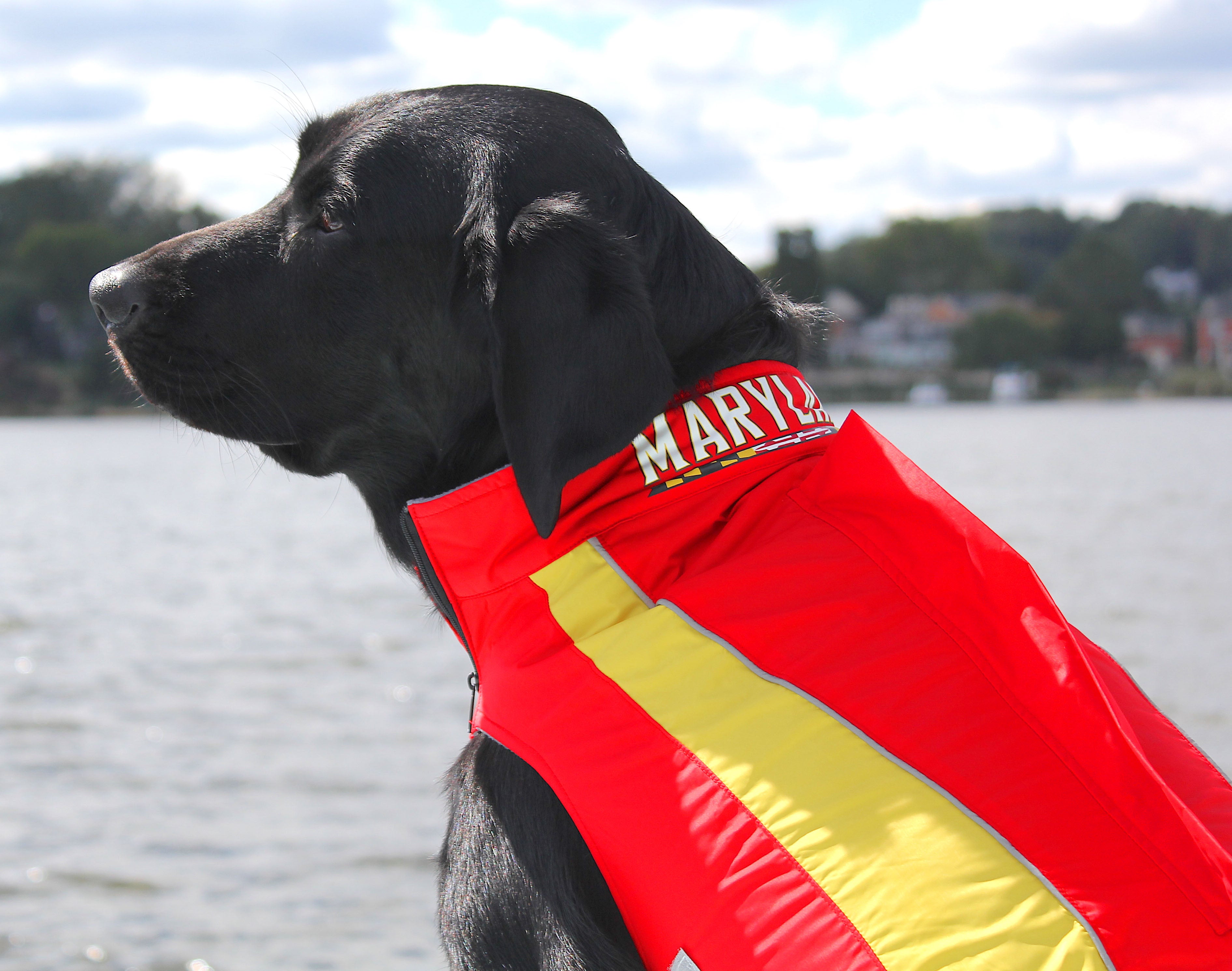 Maryland Terps Dog Fleece – BAYDOG