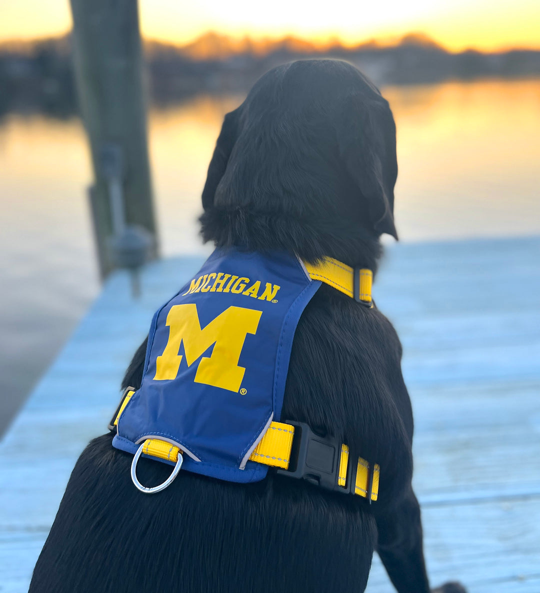 Michigan Wolverines Dog Harness