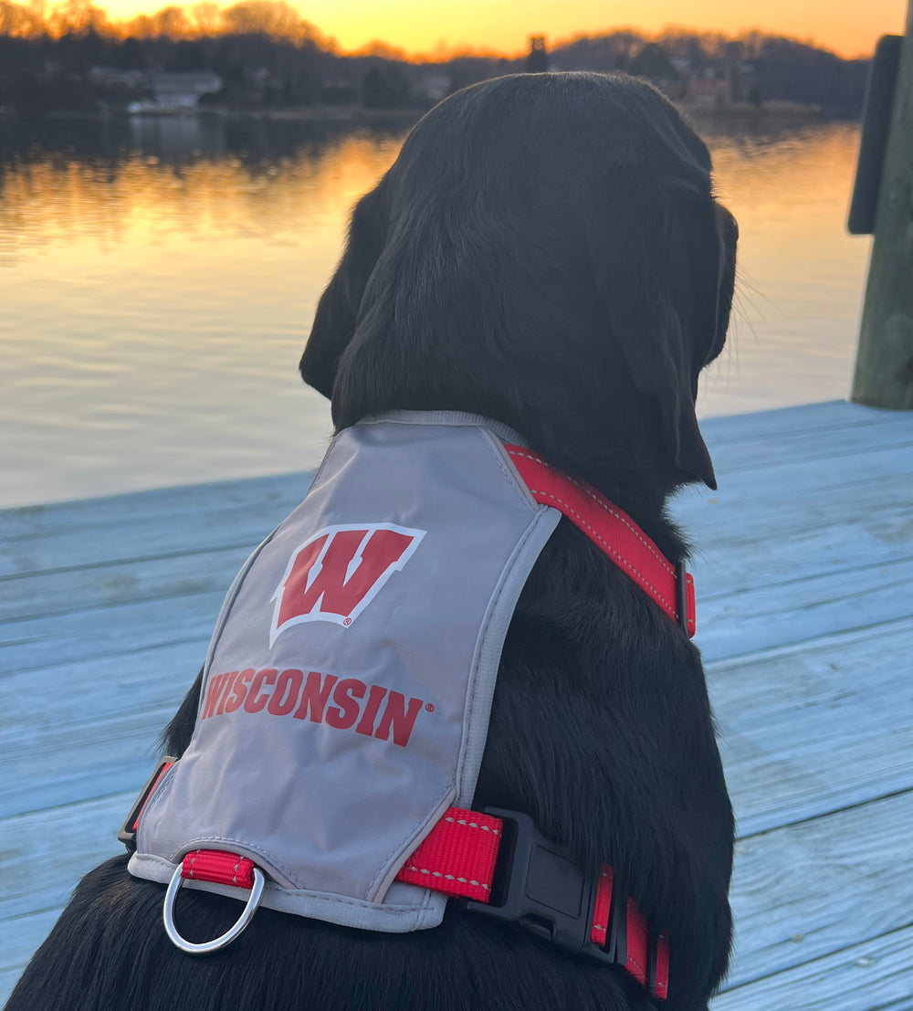 Wisconsin Badgers Dog Harness