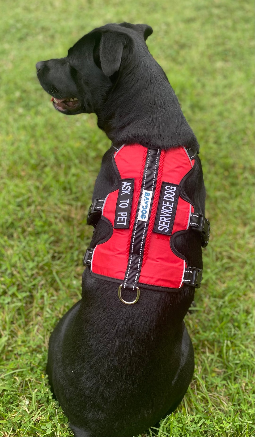 Service Dog Harness | Red