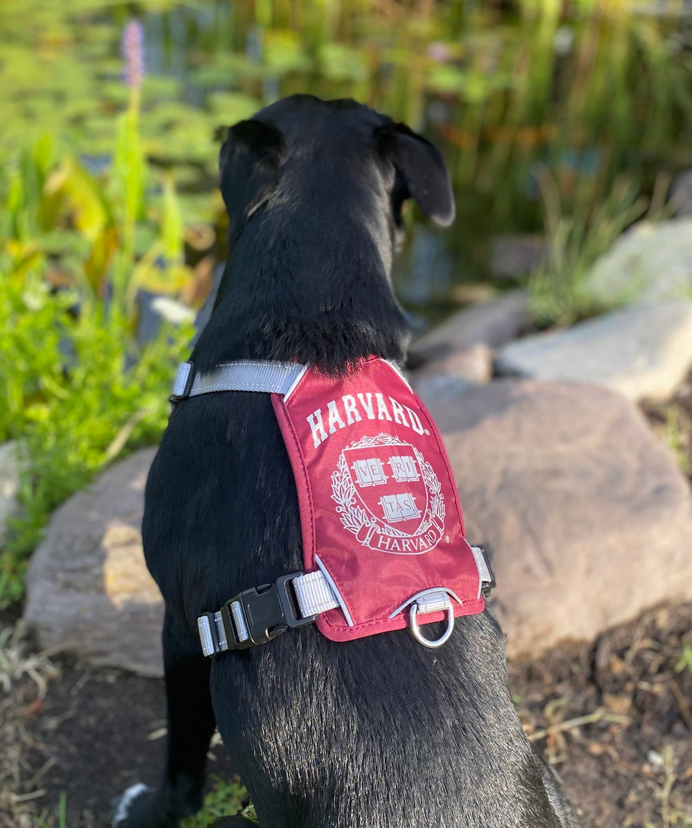 Harvard Crimson Dog Harness