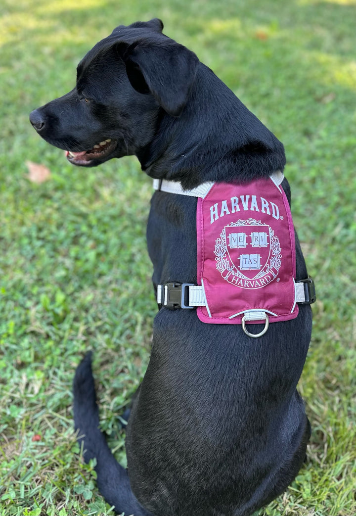 Harvard Crimson Dog Harness