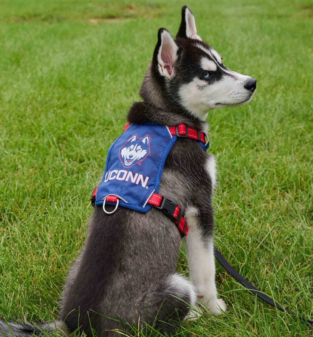 UCONN Huskies Dog Harness