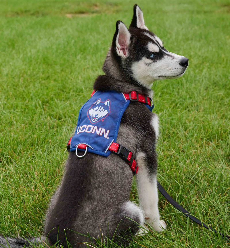 UCONN