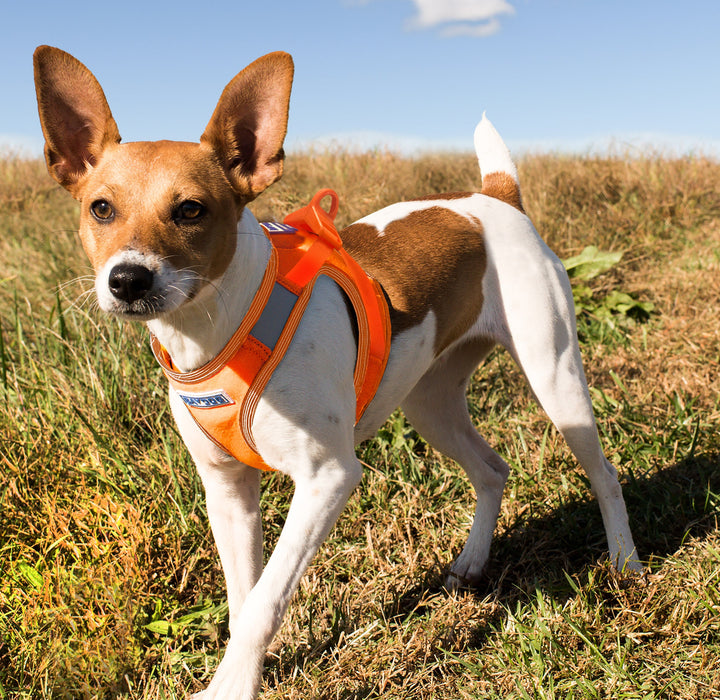 Liberty Bay Dog Harness