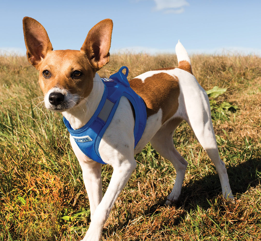 Liberty Bay Dog Harness