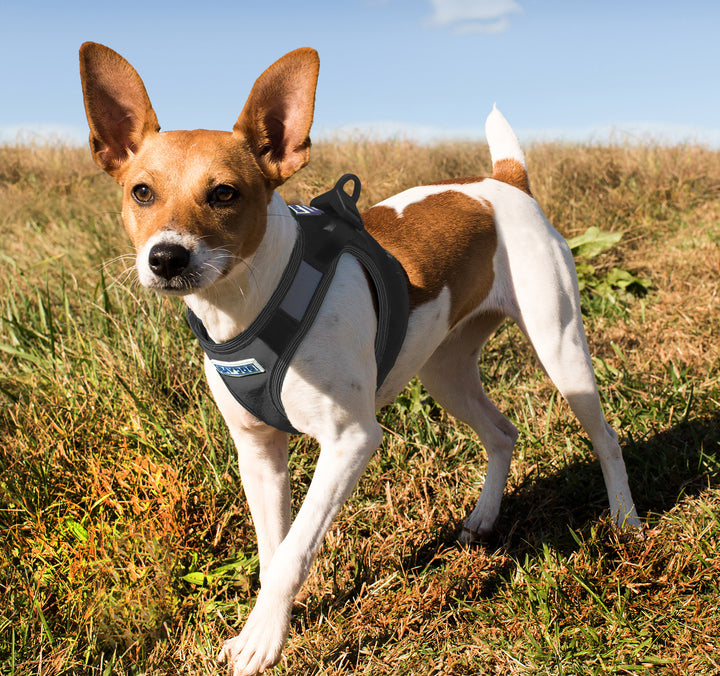 Liberty Bay Dog Harness