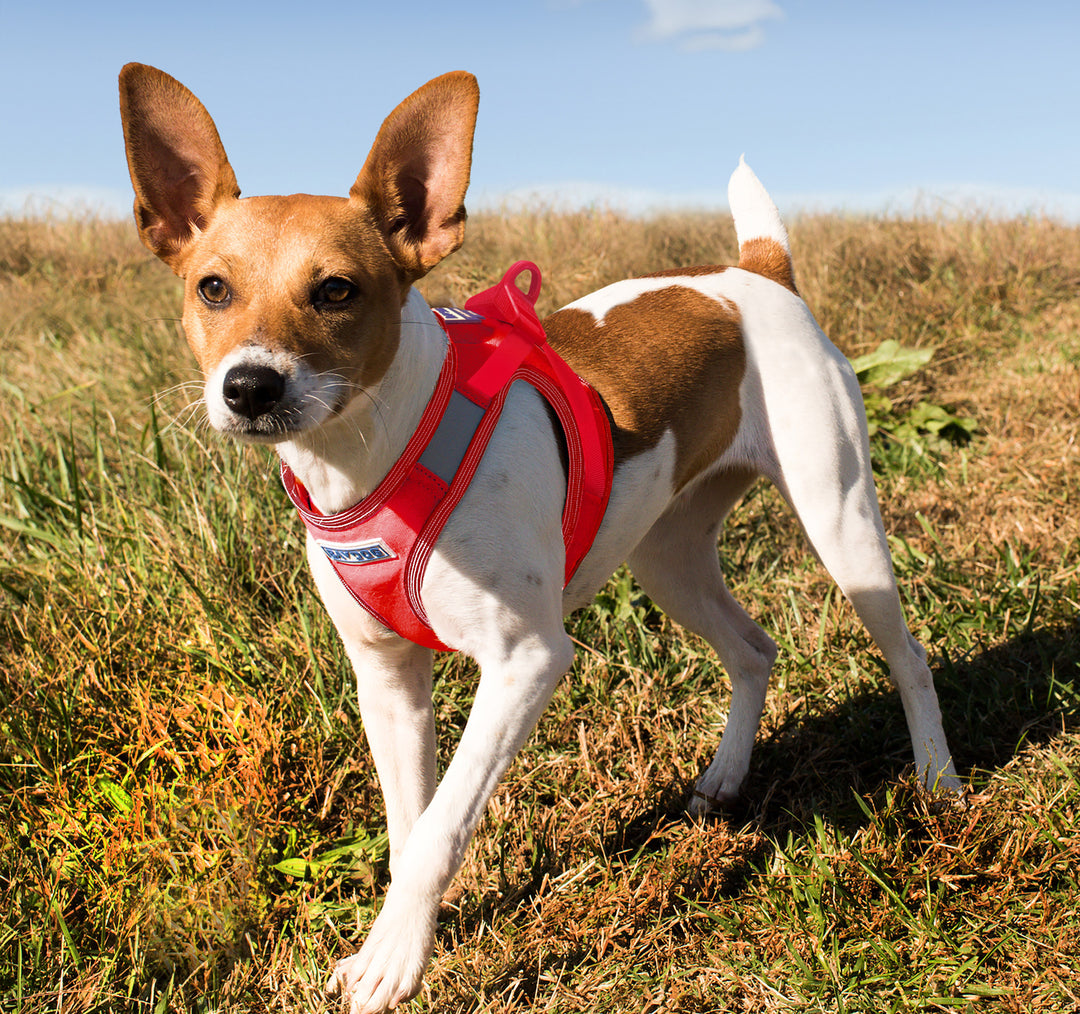 Liberty Bay Dog Harness