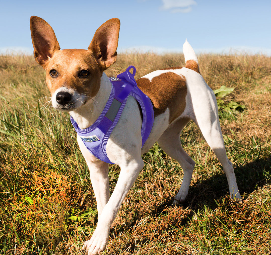 Liberty Bay Dog Harness