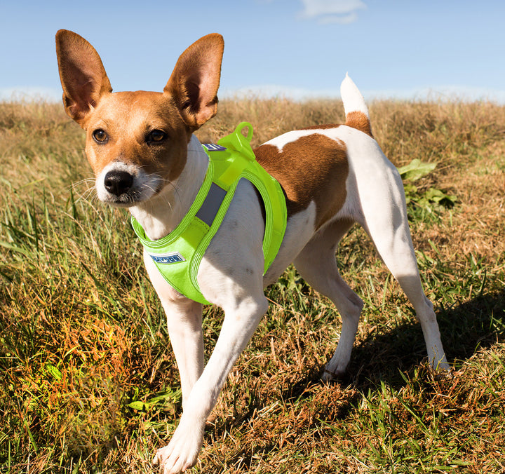 Liberty Bay Dog Harness