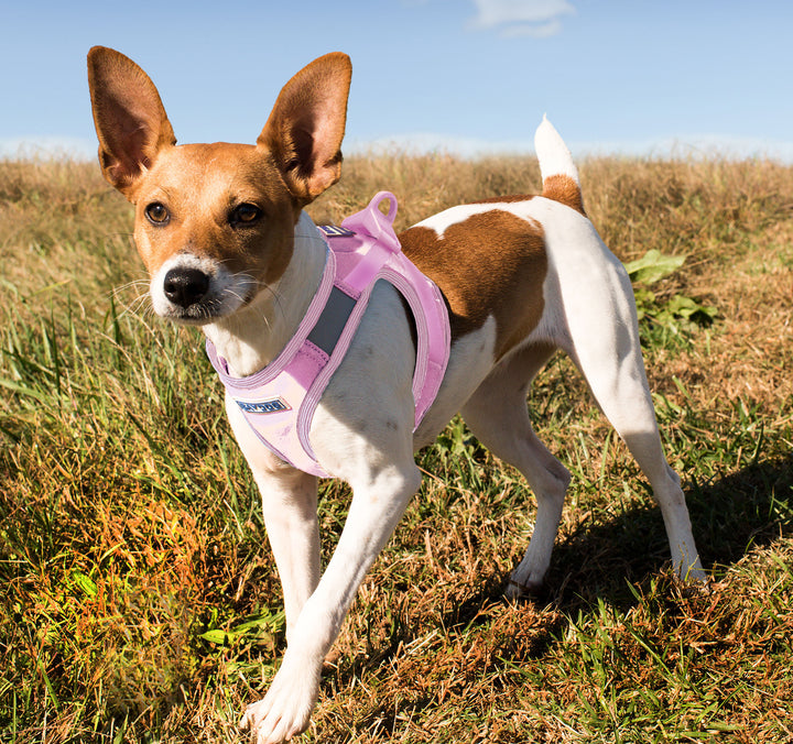 Liberty Bay Dog Harness