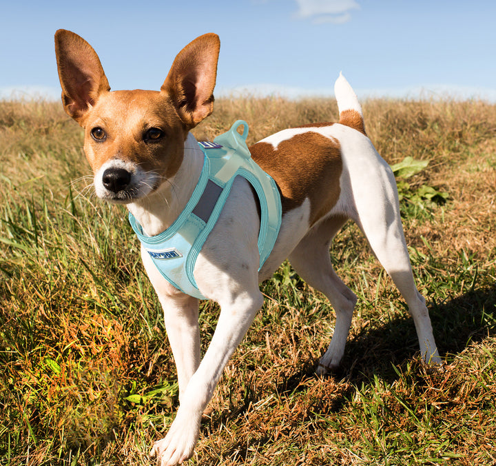 Liberty Bay Dog Harness