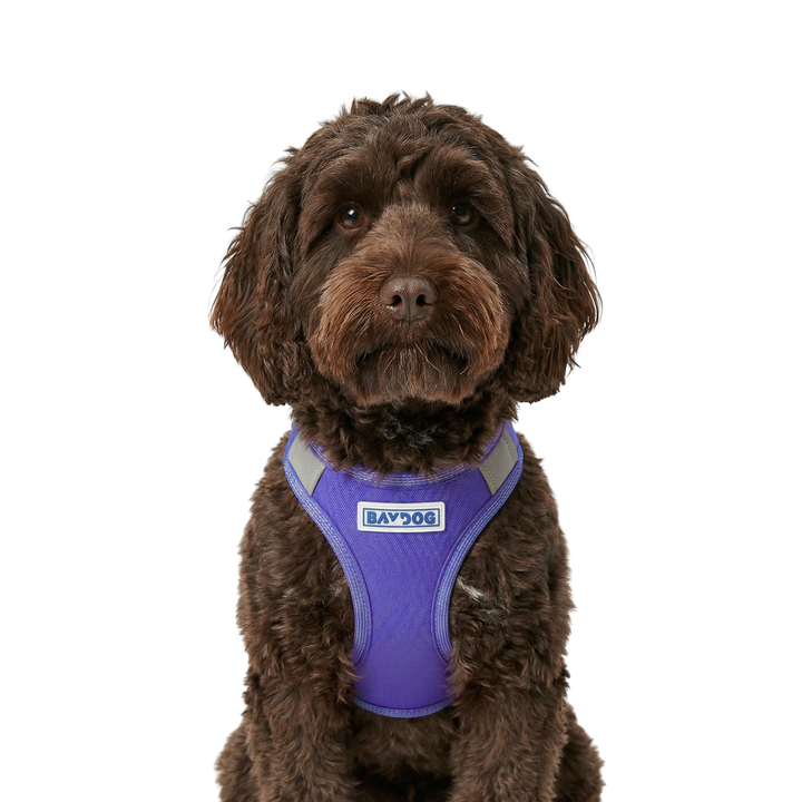 Liberty Bay Dog Harness
