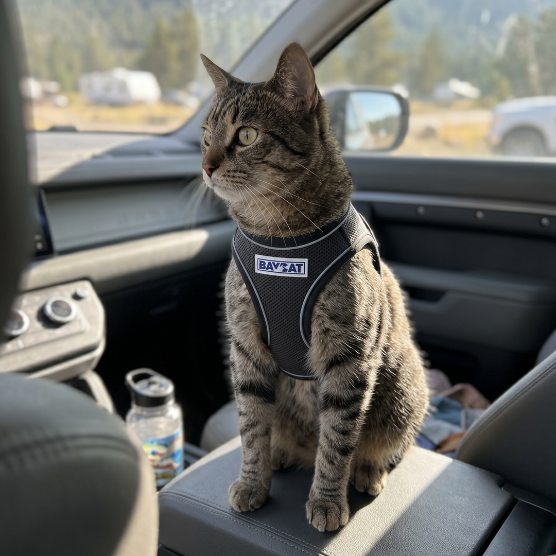 BAYCAT Harness + Leash