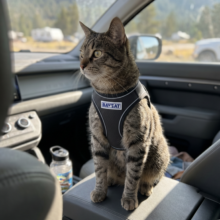 BAYCAT Harness + Leash