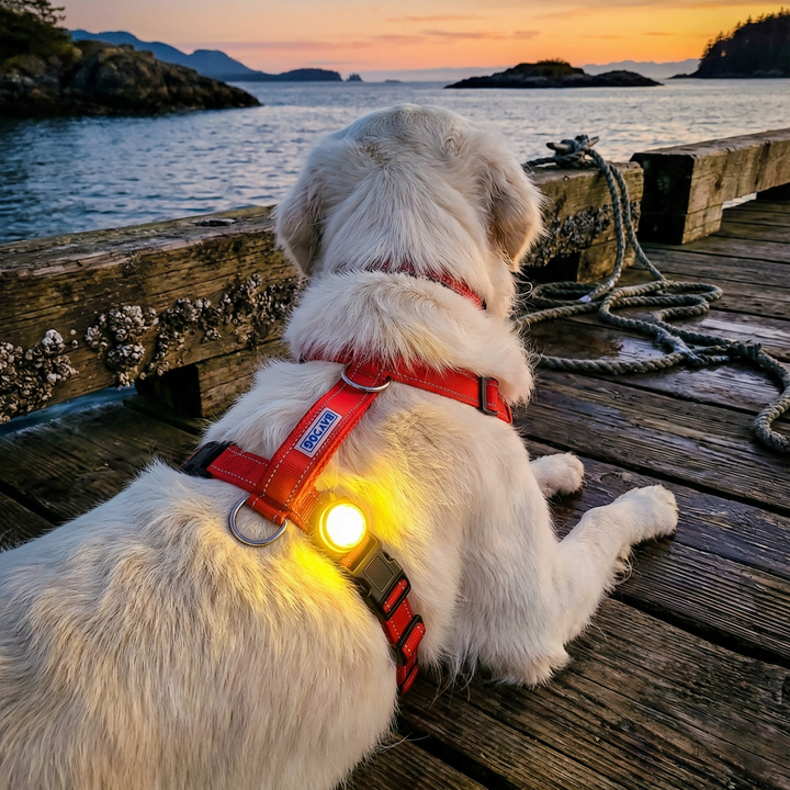 Firefly LED Safety Light