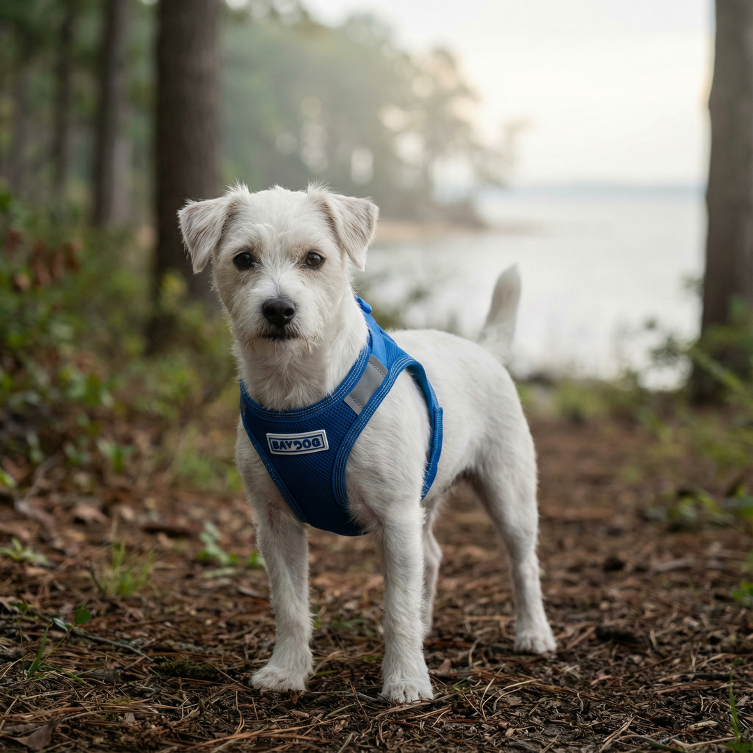 Liberty Bay Dog Harness