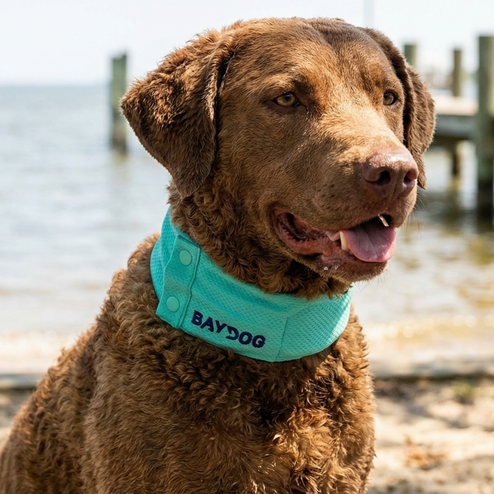 Arctic Bay Cooling Collar