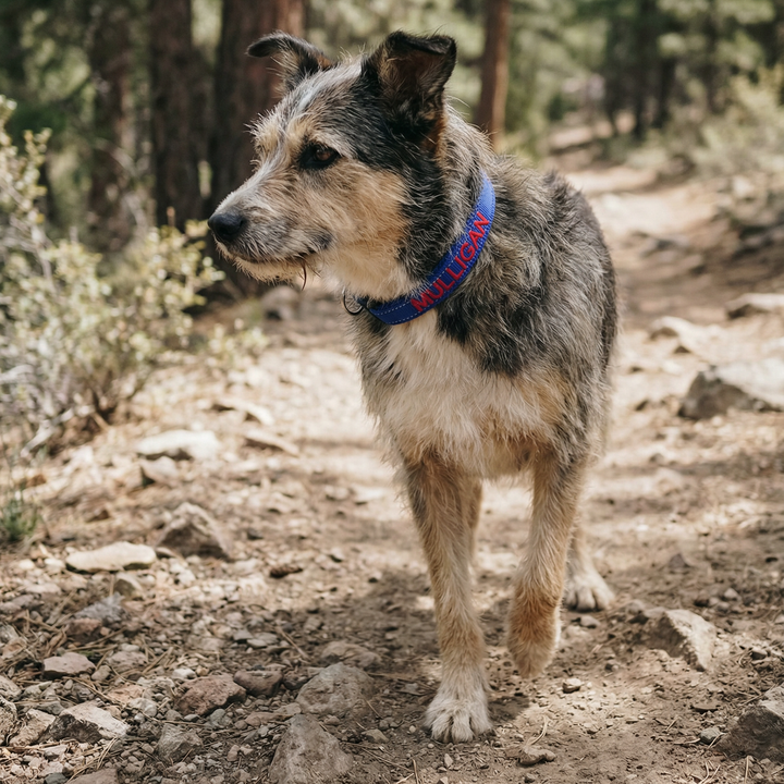 Embroidered Dog Collar
