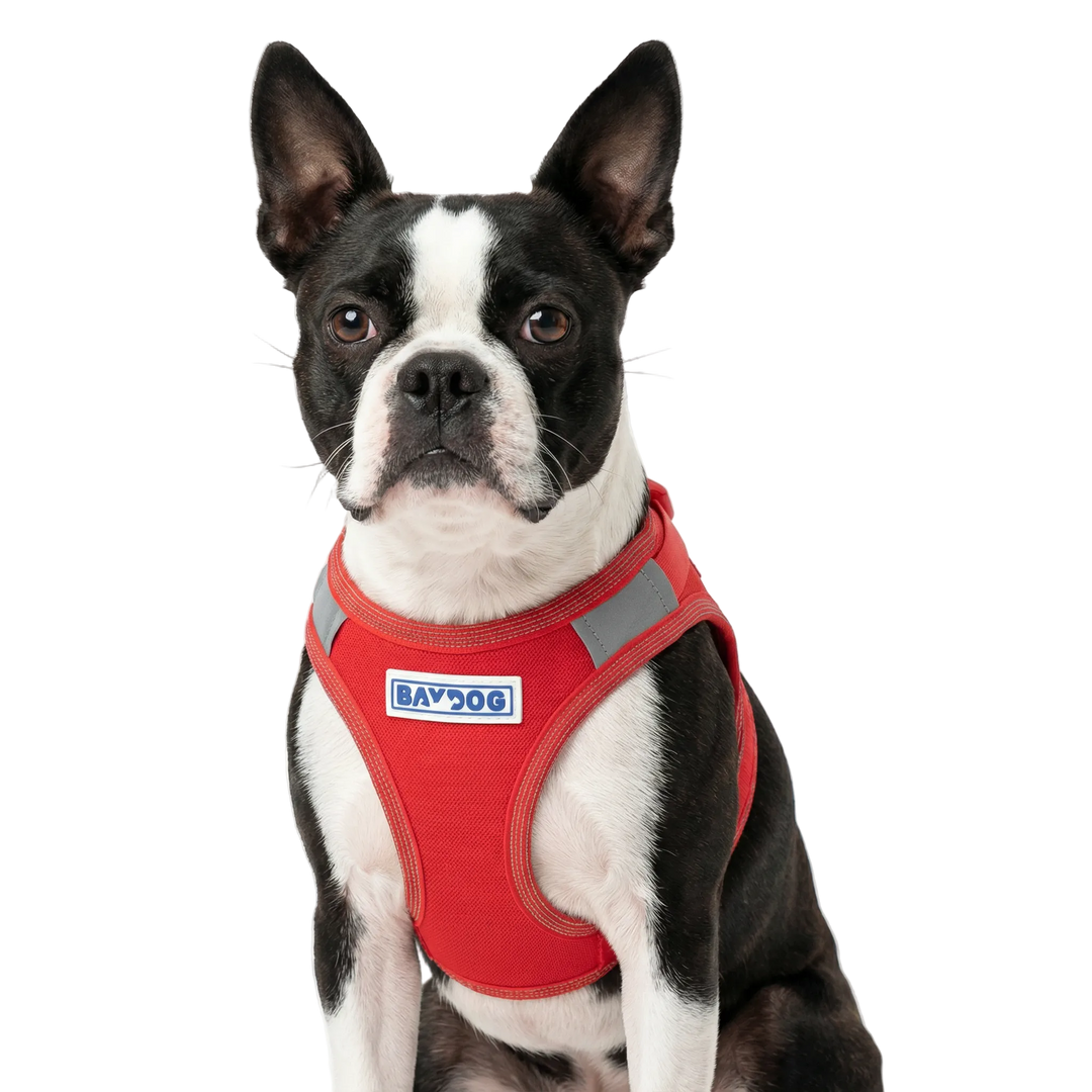 Liberty Bay Dog Harness