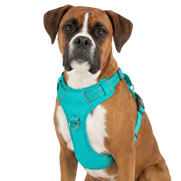 Chesapeake Bay Dog Harness