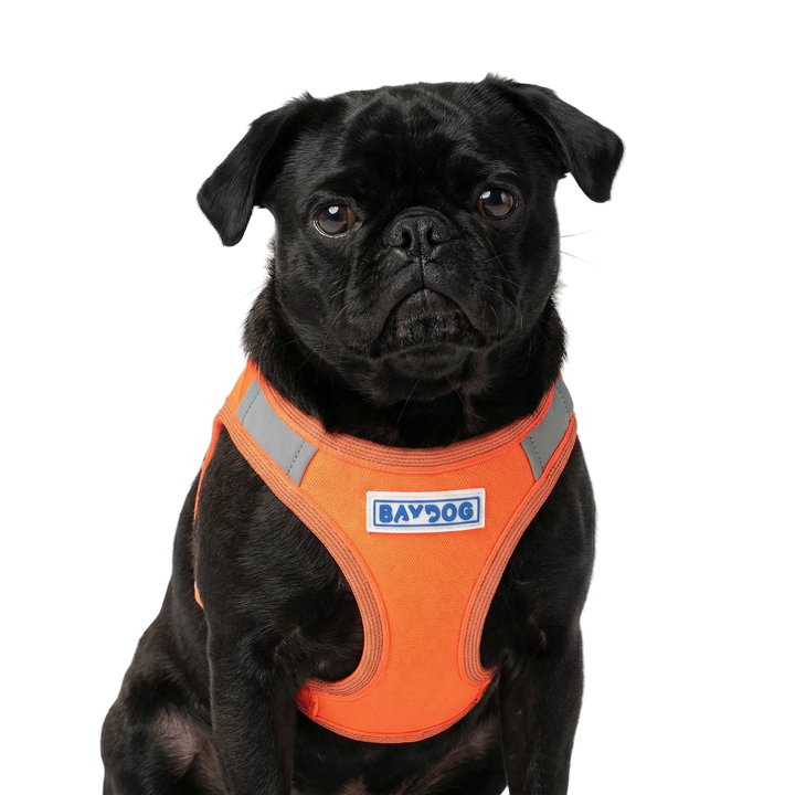 Liberty Bay Dog Harness