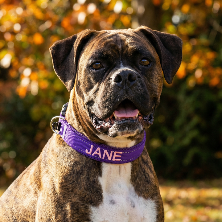 Embroidered Dog Collar