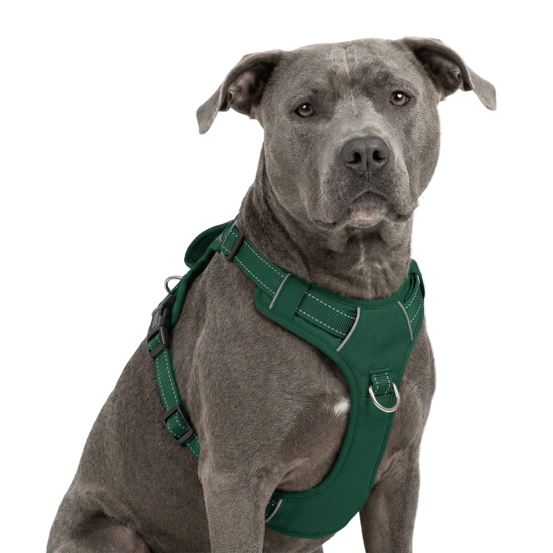 Chesapeake Bay Dog Harness