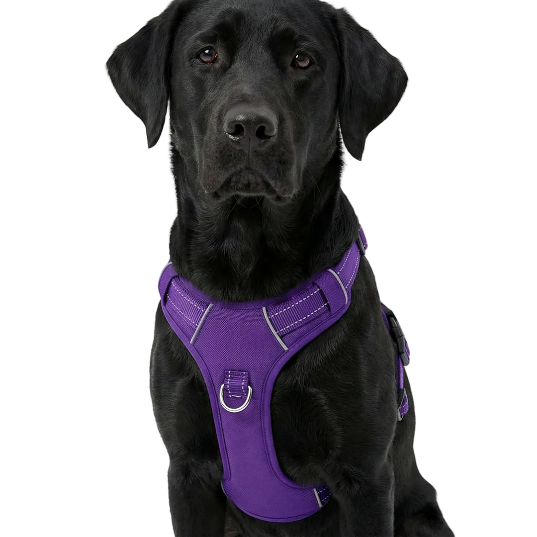 Chesapeake Bay Dog Harness