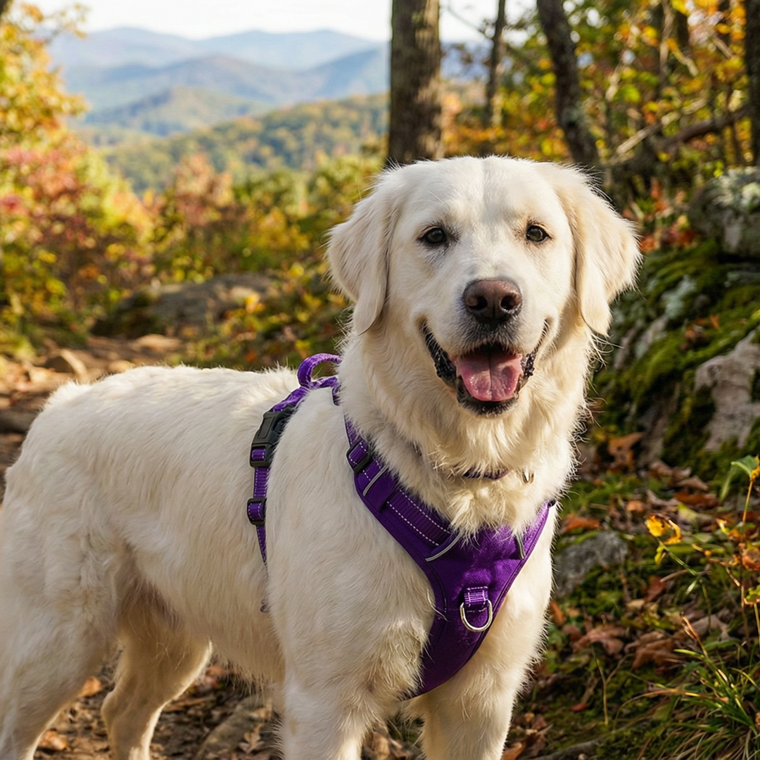 Chesapeake Bay Dog Harness