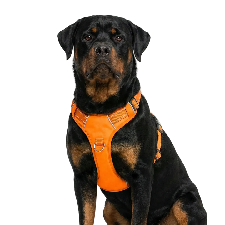Chesapeake Bay Dog Harness