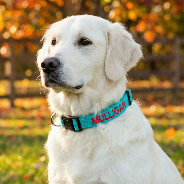 Embroidered Dog Collar