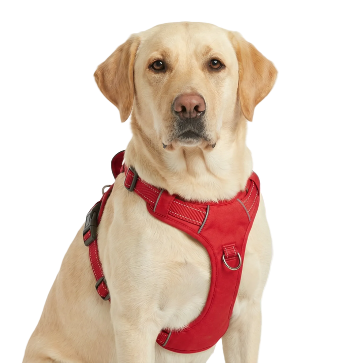 Chesapeake Bay Dog Harness