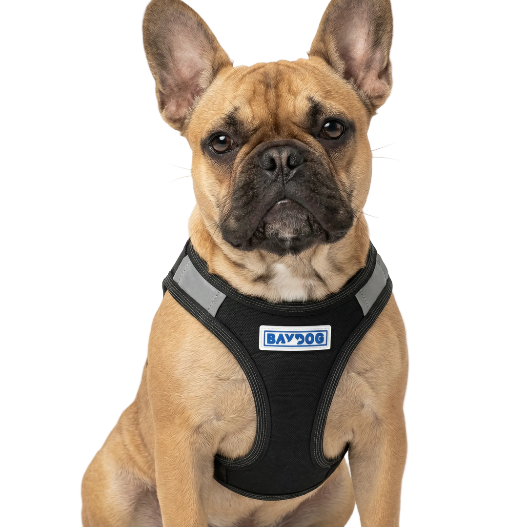 Liberty Bay Dog Harness