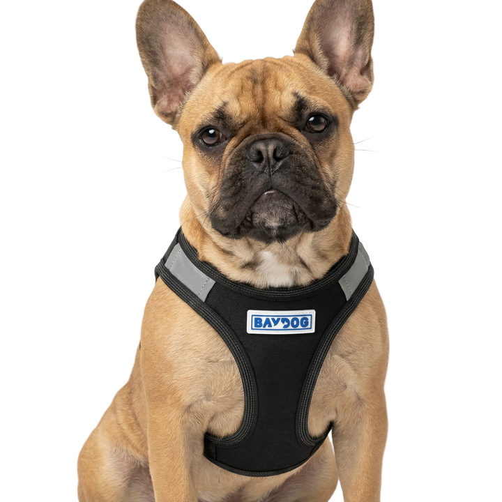 Liberty Bay Dog Harness