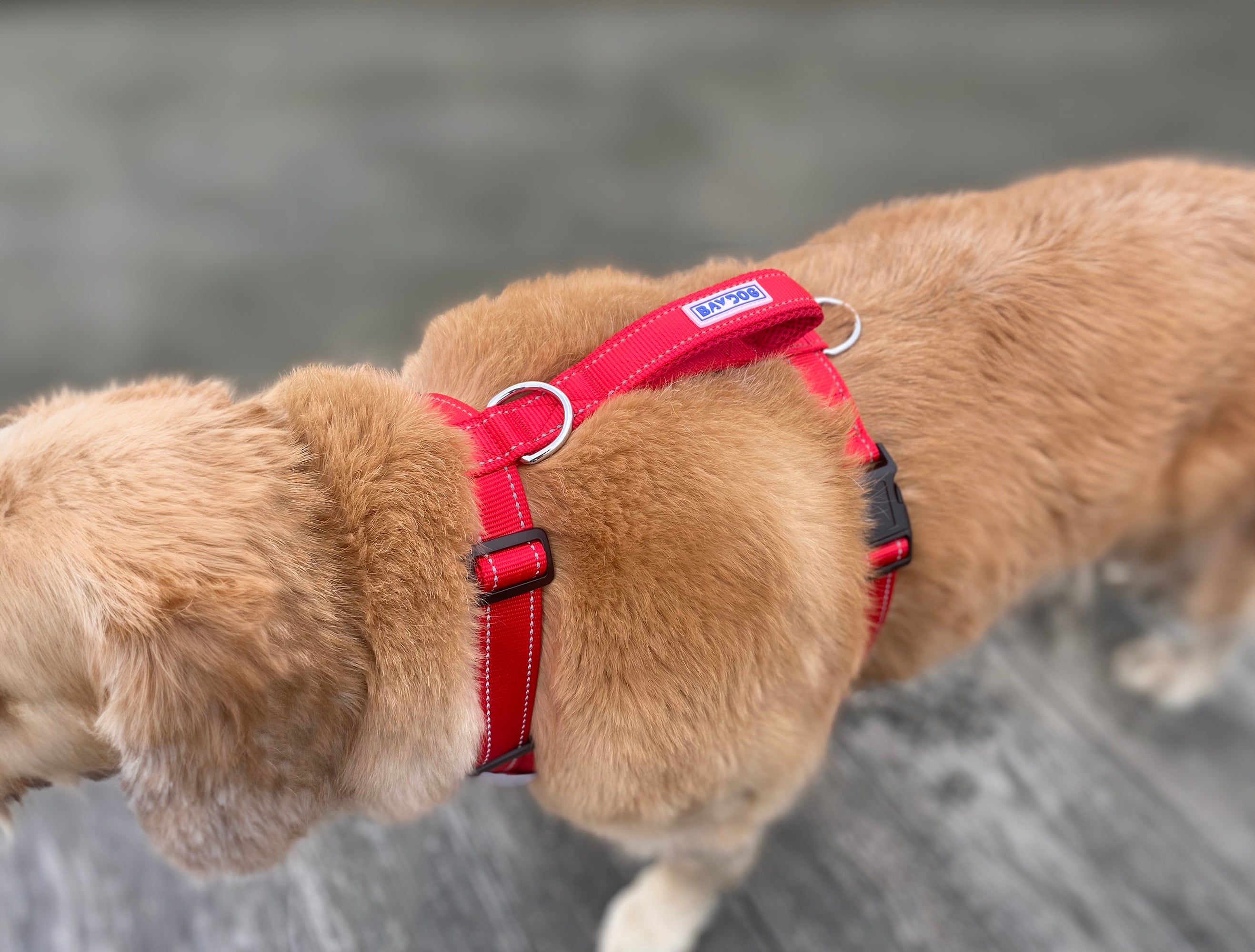 The bay 2024 dog collar