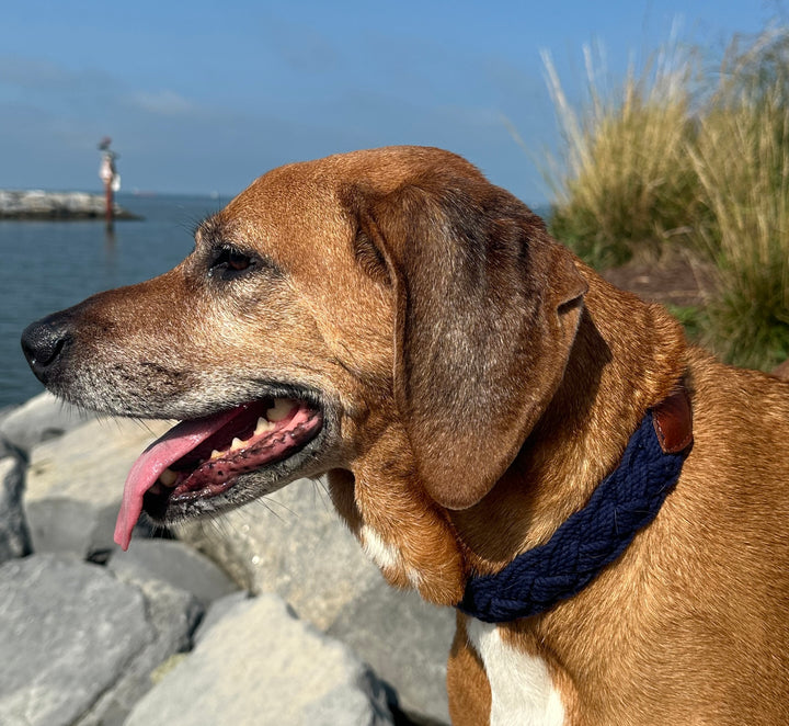 Seaside Collar