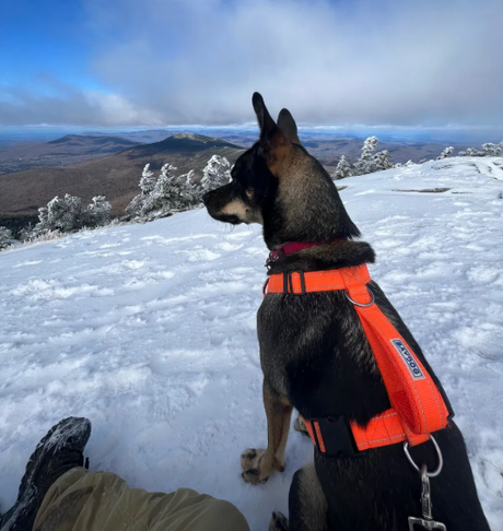 Chesapeake Bay Dog Harness