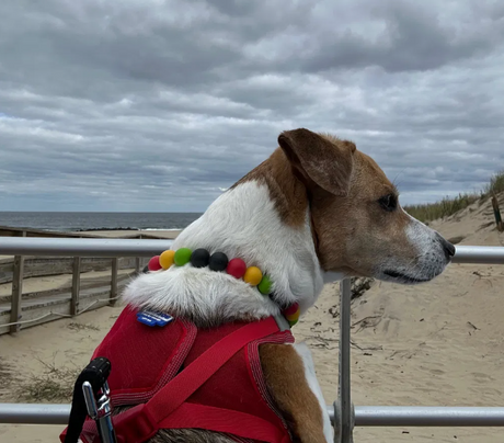 Liberty Bay Dog Harness