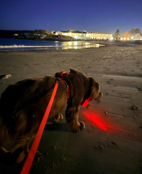 FireFly LED Safety Light