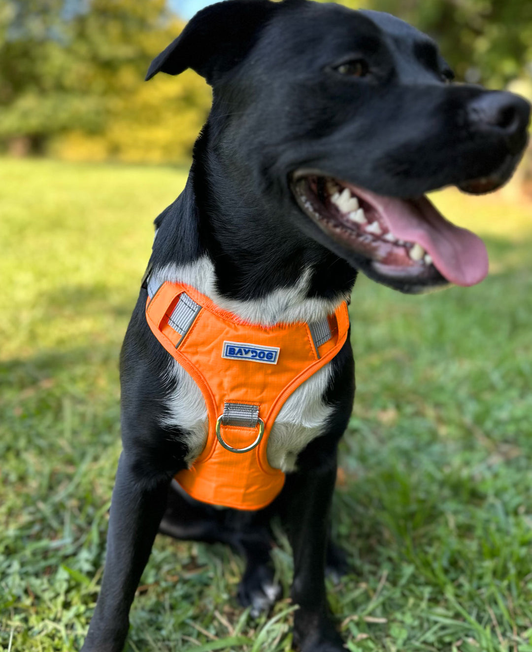 Tennessee Volunteers Dog Harness