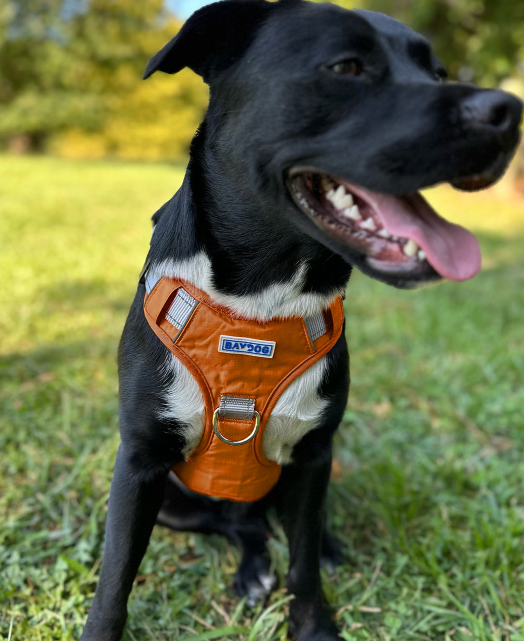 Texas Longhorns Dog Harness