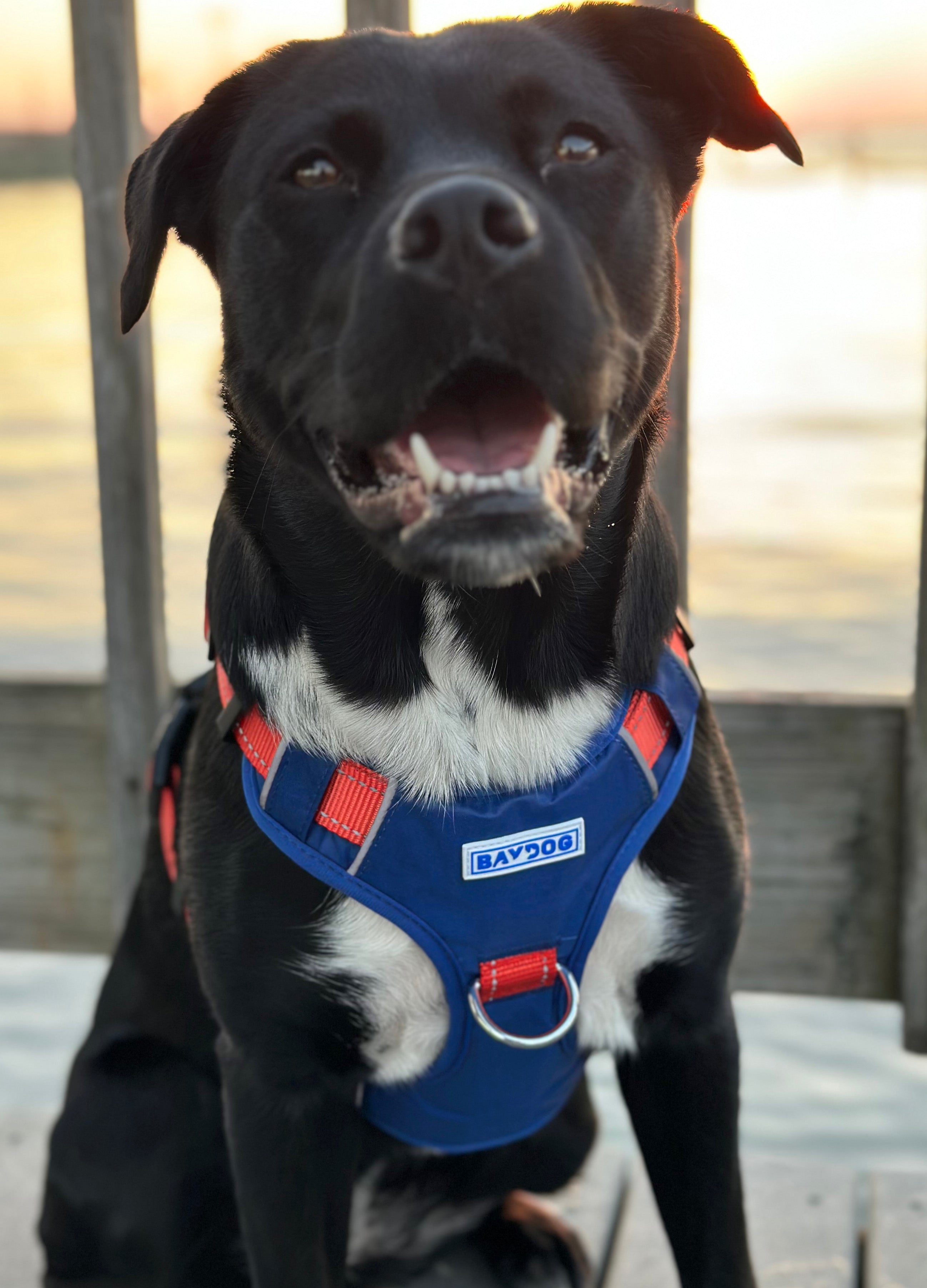 Uga dog outlet harness