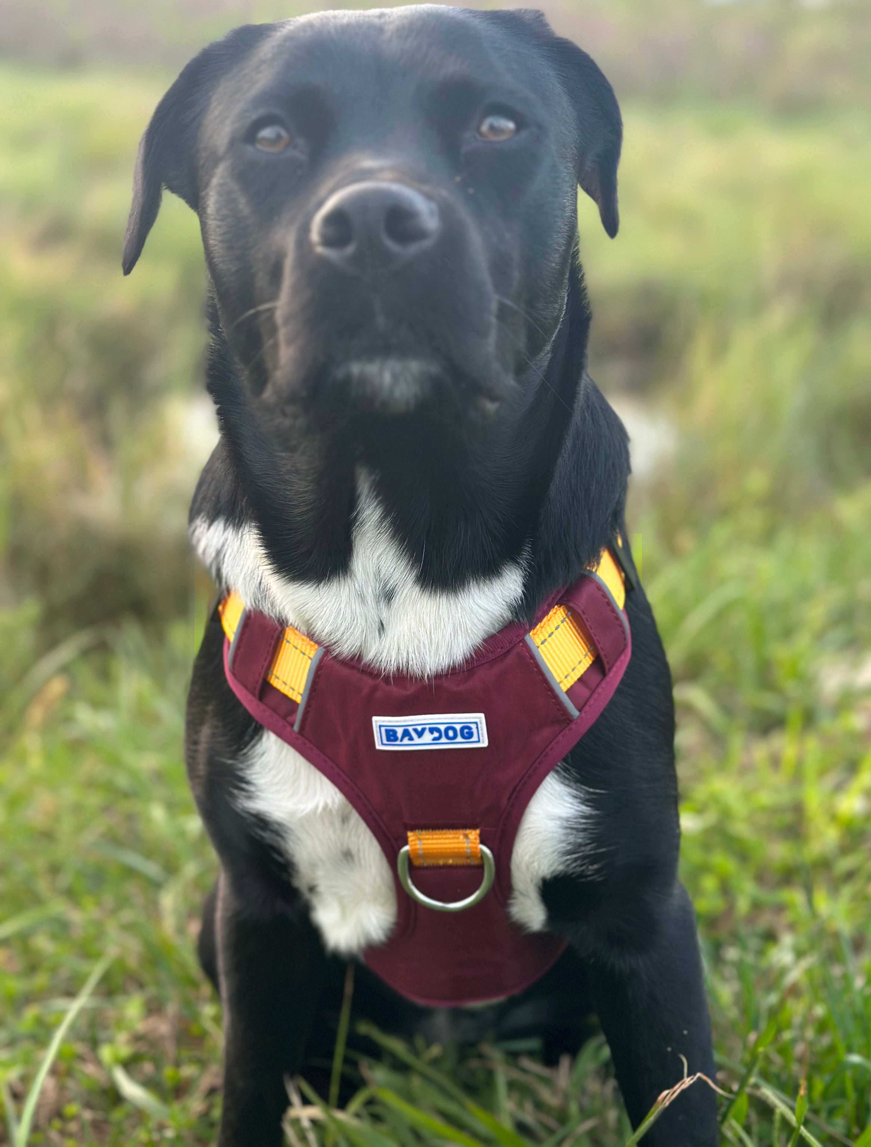 Minnesota Gophers Dog Harness – BAYDOG