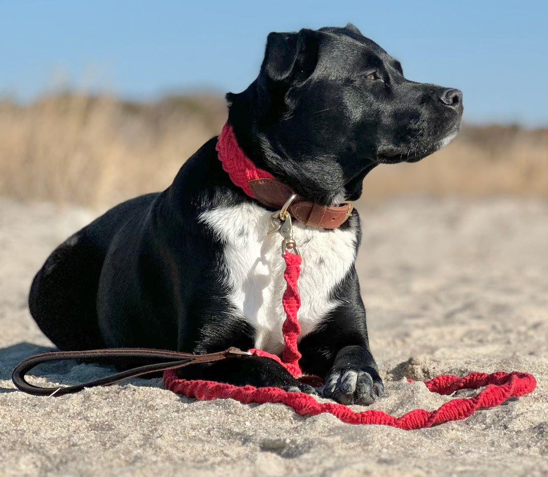Seaside Leash