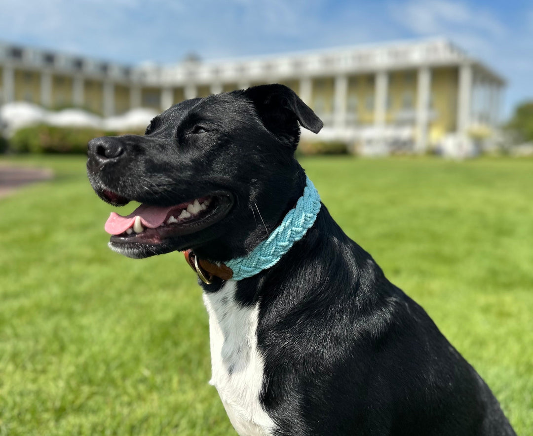 Seaside Collar