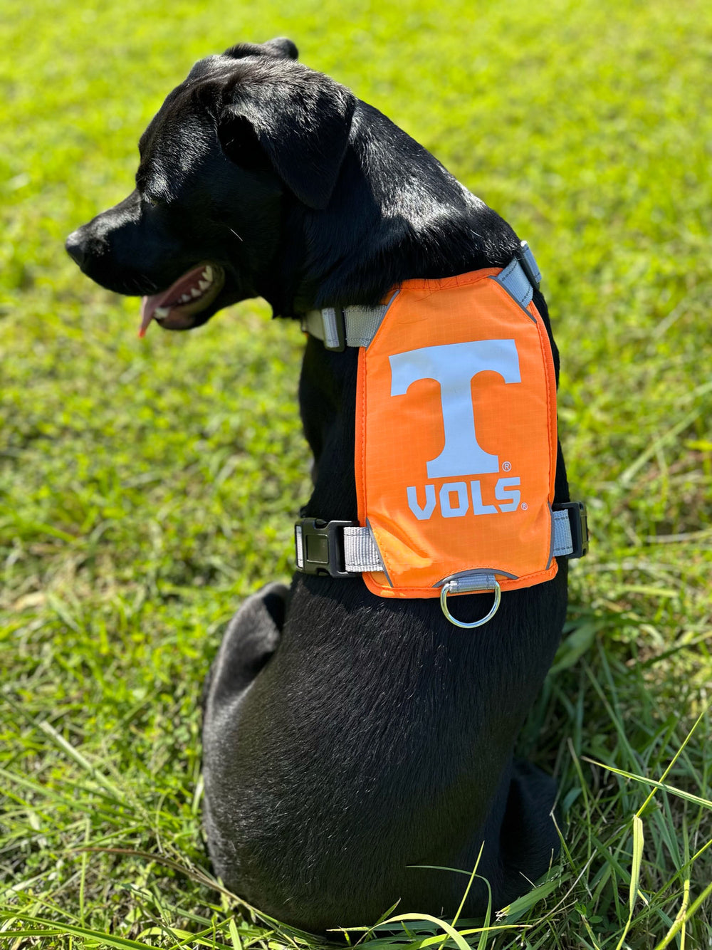 Tennessee Volunteers Dog Harness