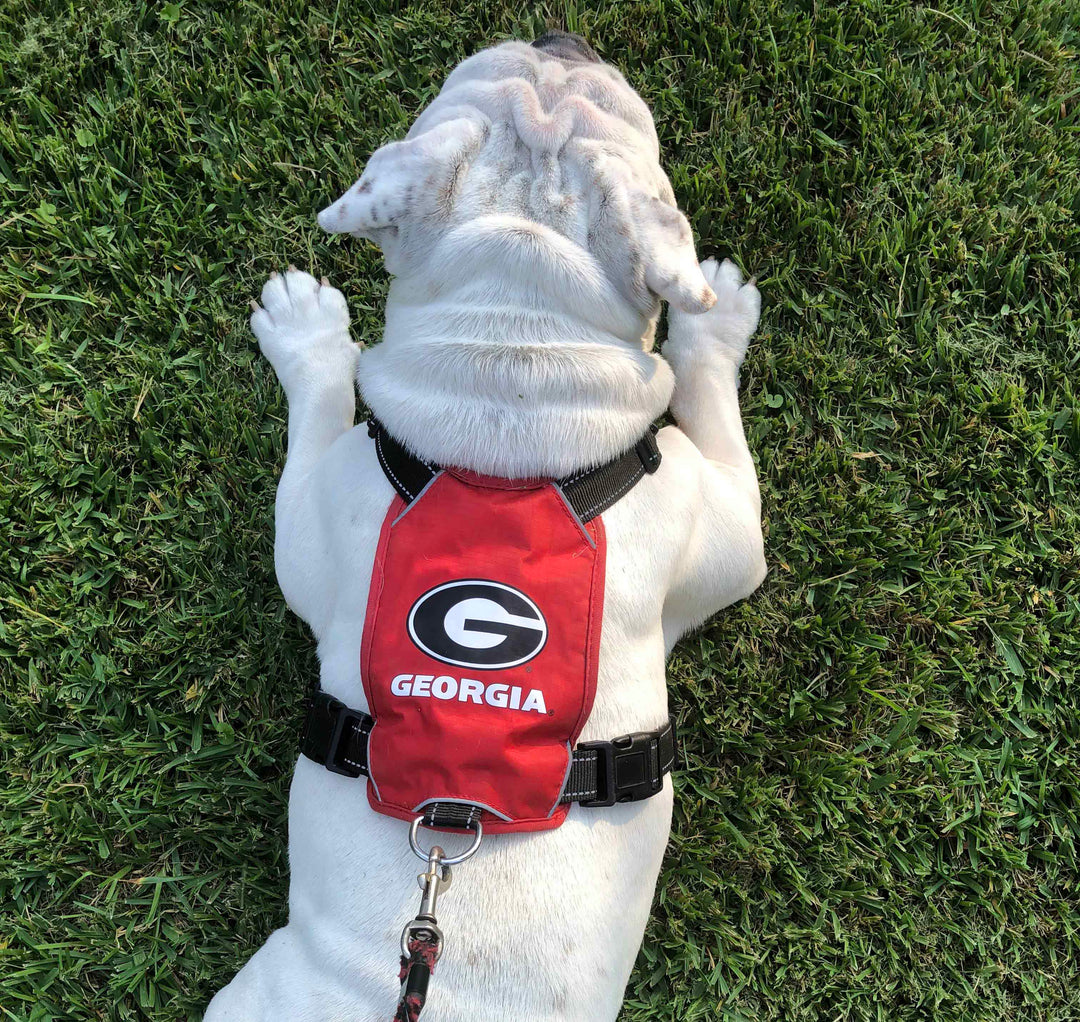 Georgia Bulldogs Dog Harness